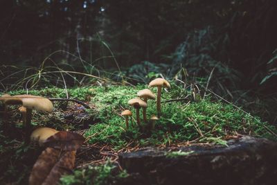 Close-up of mushroom growing on field