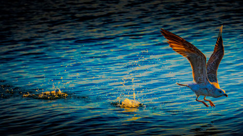 Seagulls flying over sea