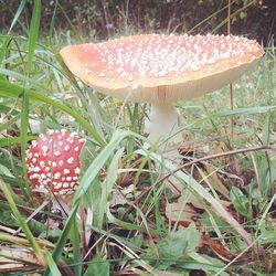 Close-up of mushroom growing on field