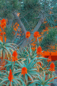 Close-up of orange flowering plant