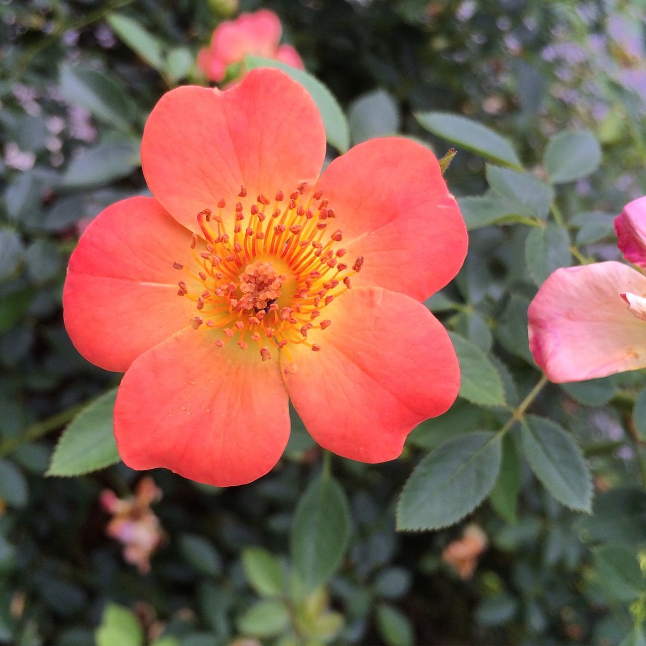 flower, petal, freshness, flower head, fragility, red, growth, beauty in nature, close-up, blooming, focus on foreground, nature, plant, pollen, single flower, stamen, in bloom, day, leaf, park - man made space