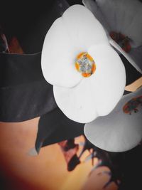 Close-up of white flowers