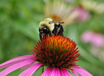 Close-up of honey bee on purple coneflower