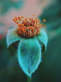 Close-up of flower against blurred background