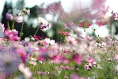 Close-up of bee pollinating on pink flowers blooming on field
