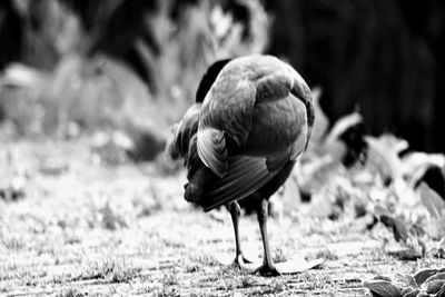 Close-up of duck on field