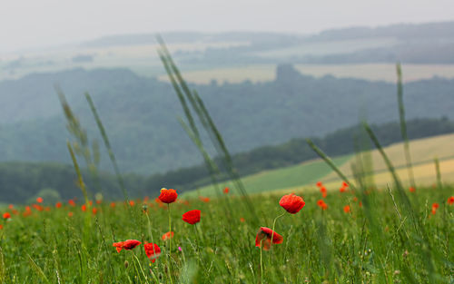 Close-up of red poppy flowers in field