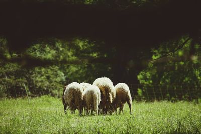 Sheep grazing in field