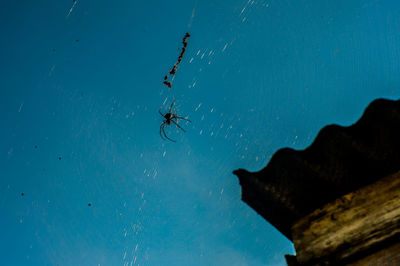 Close-up of spider on web