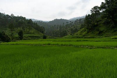 Scenic view of agricultural field against sky