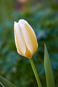 Close-up of flower