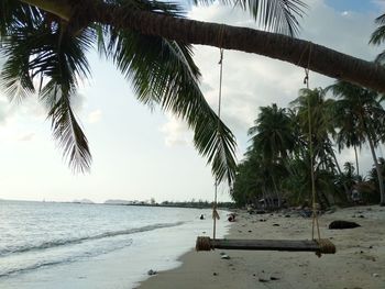 Palm trees on beach against sky