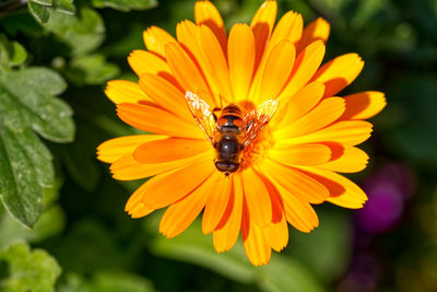 Close-up of insect on yellow flower
