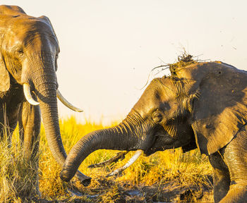 Close-up of elephant