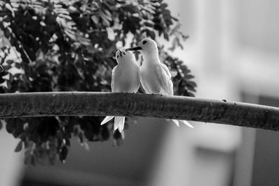 Close-up of bird perching on railing