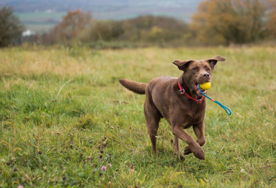 Portrait of dog on field