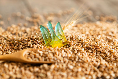 Close-up of wheat