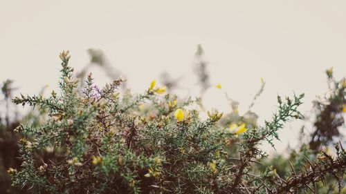 Close-up of plants growing on field