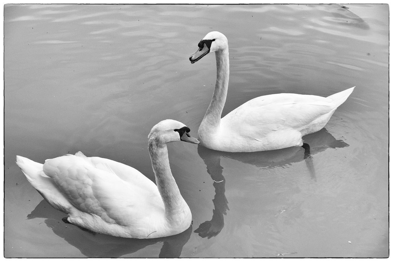 SWAN SWIMMING IN LAKE