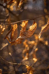 Close-up of dry leaves on plant