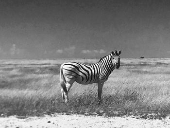 Side view of zebra standing on shore