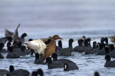 Mallard and the coot on the frozen soderica lake, croatia