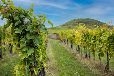 Vineyard tokaj hungary