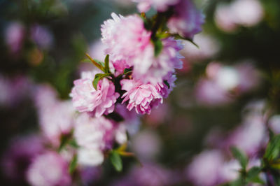 Close-up of pink flowers