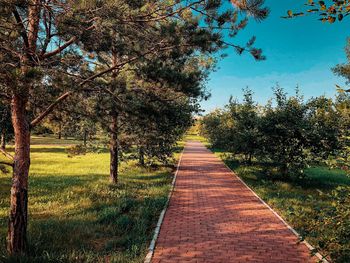 Footpath amidst trees on field against sky