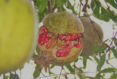 Close-up of red fruit tree