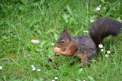 High angle view of squirrel on field