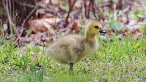 View of a bird on field