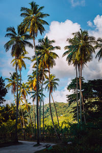 Palm trees against sky