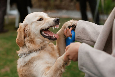 Close-up of dog