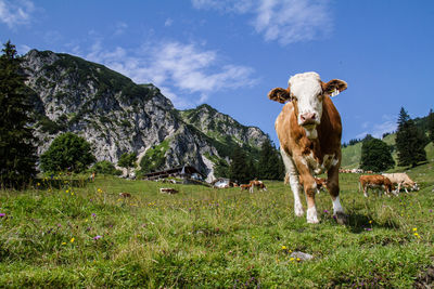 Cows on field by mountains against sky