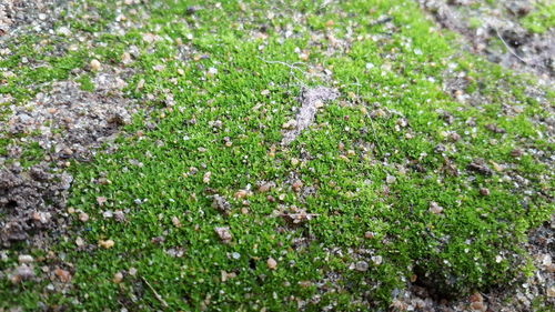 High angle view of plants growing on field