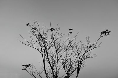 Low angle view of bare tree against clear sky