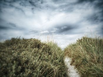 Plants growing on land against sky