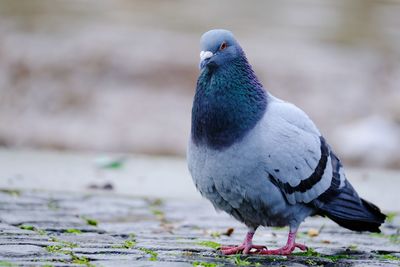 Close-up of pigeon