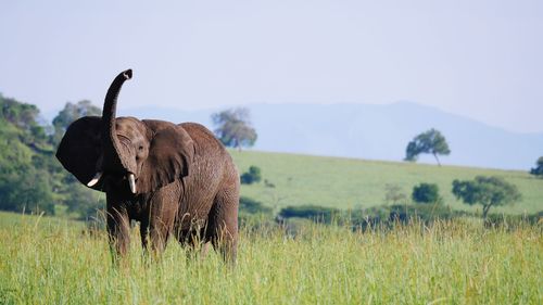 Elephant uganda