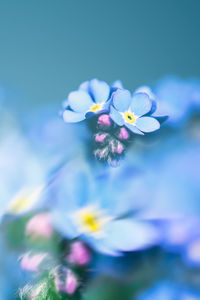 Close-up of purple flowering plant