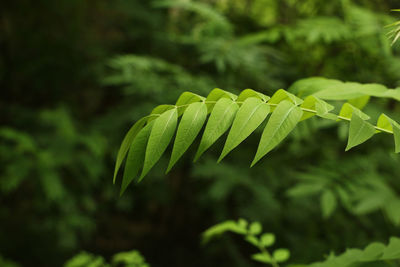 Close-up of fern leaves