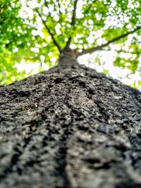 Low angle view of tree trunk