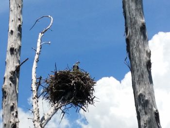 Low angle view of bare tree against blue sky