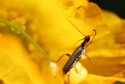 Close-up of insect on yellow leaf