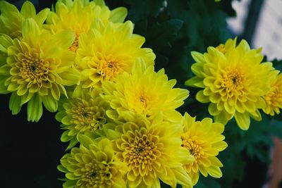 Close-up of yellow flowers blooming outdoors