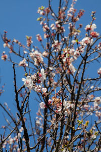 Low angle view of cherry blossoms in spring