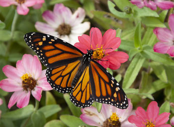 Close-up of butterfly pollinating on pink flower