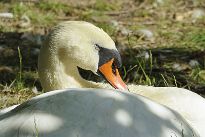 Close-up of swan sleeping