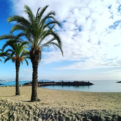 Palm trees on beach against sky